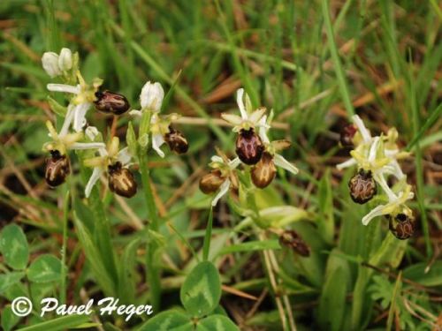 Ophrys x arachnitiformis